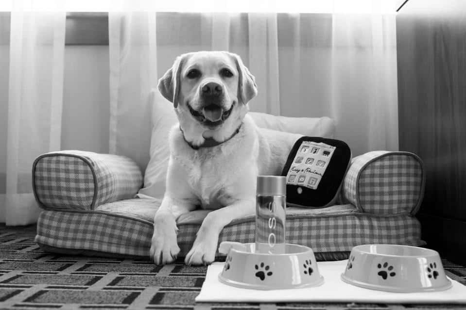 Pet Friendly Hotels in Denver image 0