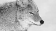 Are There Coywolves in Denver Colorado? image 0