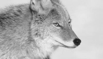 Are There Coywolves in Denver Colorado? image 0