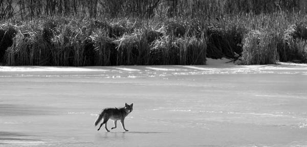 Are There Coywolves in Denver Colorado? image 11